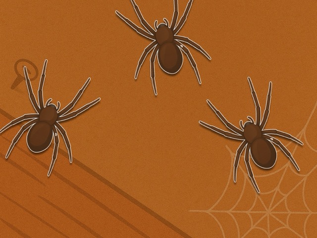 Spider
